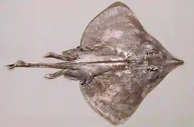 Grey Skate (Dipturus canutus) Deepwater skate found in 300 to 1000m off southern Australia. Commercial species.