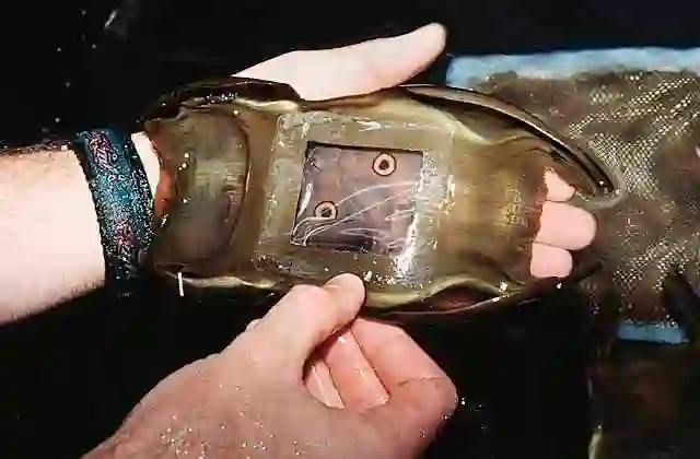 Researcher with egg cases of Longnose Skate (Raja Rhina)