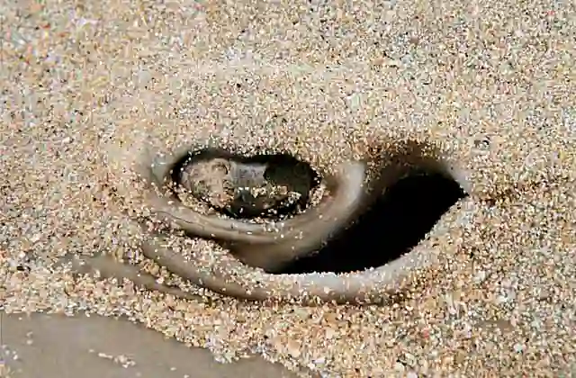 Eastern Shovelnose Stingaree (Trygonoptera imitata) Eye and spiracle detail.