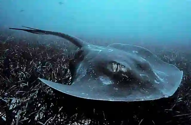 Short-tail stingray (Bathytoshia brevicaudata), or Smooth Stingray. Worlds largest marine stingray to over 350 kg. Spine wound potentially fatal.