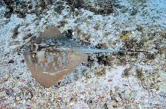Blue-spotted Maskray (Neotrygon kuhlii)