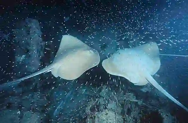 Cowtail Stingrays (Pastinachus ater) over WWII Beaufort Bomber wreck.