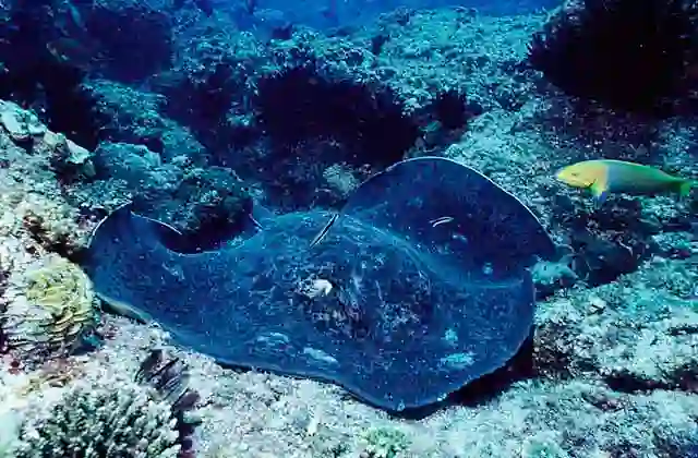 Blotched Fantail Ray (Taeniurops meyeni) and Cleaner Fish (Labroides dimidiatus)