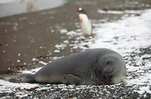 Southern Elephant Seal (Mirounga leonina) calf on beach with Gentoo Penguin.