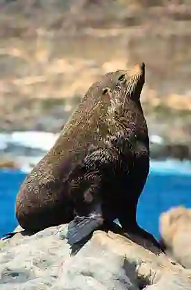 New Zealand Fur Seal (Arctocephalus forsteri) Adult male.
