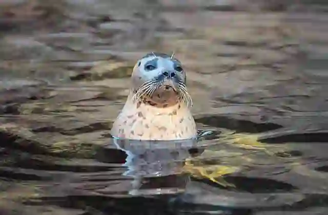 Harbor Seal (Phoca vitulina)