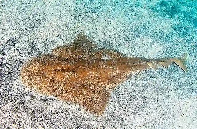 Japanese Angel Shark (Squatina japonica) lying uncovered on sandy seabed.