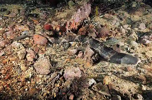 Varied Carpetshark (Parascyllium variolatum)