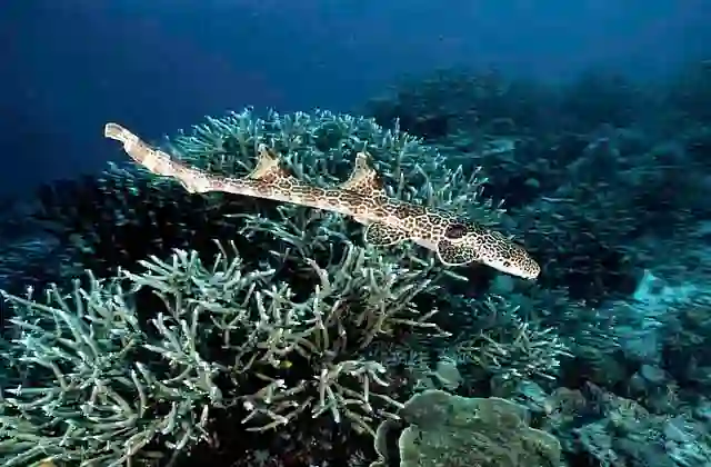 Freycinet's Epaulette Shark (Hemiscyllium freycineti)