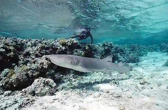 Tawny Nurse Shark (Nebrius ferrugineus) foraging in lagoon shallows.