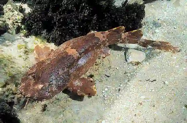Cobbler Wobbegong (Sutorectus tentaculatus)