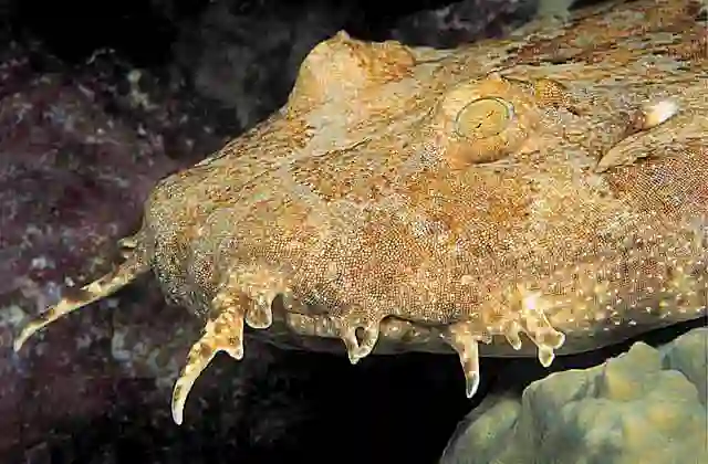 Ornate Wobbegong (Orectolobus ornatus) Juvenile.
