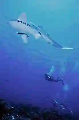 Zebra Shark (Stegostoma fasciatum) and Suckerfish (Echeneis naucrates) with diver.