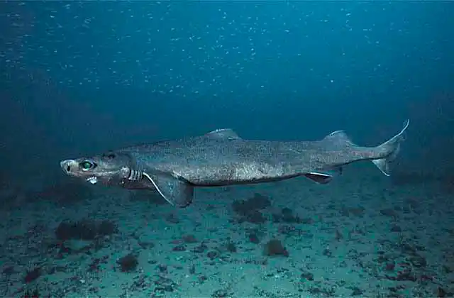 Portuguese Dogfish (Centroscymnus coelolepis) Deep water dogshark found in 270 to 3700 m in Pacific and Atlantic oceans. Commercial species.