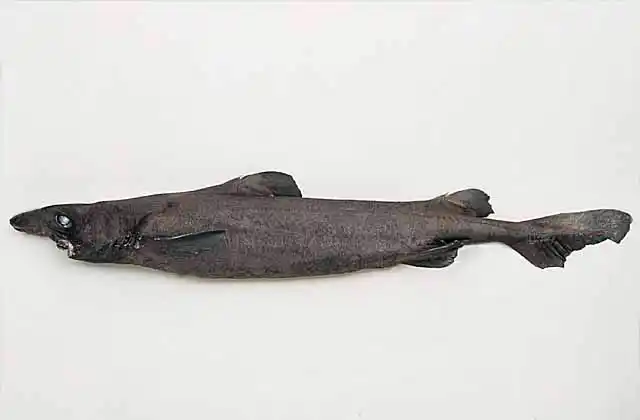 Golden Dogfish (Centroscymnus crepidater) Deepwater shark found in 700 to 1300m. Commercial species found worldwide.