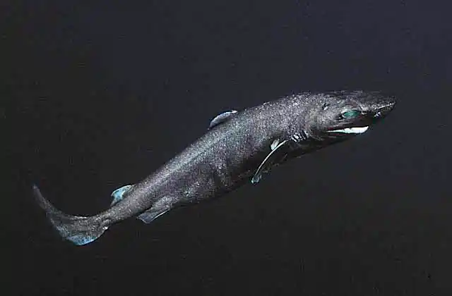 Plunket's Dogfish (Proscymnodon plunketi) Deep water dogshark found in 240 to 1550 m in New Zealand and southern Australia.