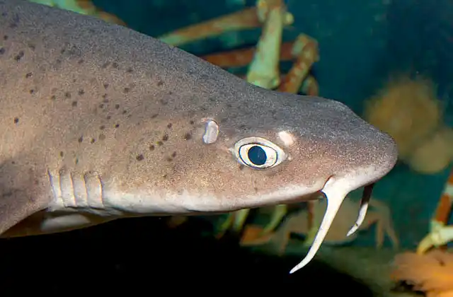 Mandarin Dogfish (Cirrhigaleus barbifer)