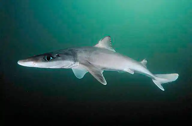 Greeneye Spurdog (Squalus mitsukurii) Deep water dogshark found in 180 to 600 m in all oceans. Commercial species.