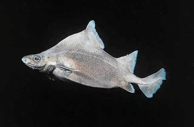 Prickly Dogfish (Oxynotus bruniensis) Deepwater dogshark found in  50 to 700 m.
