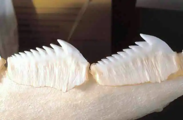 Lower teeth of Bluntnose Sixgill Shark (Hexanchus griseus)