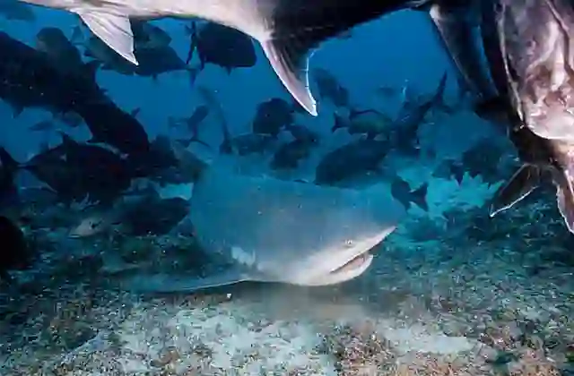 Bull Shark (Carcharhinus leucas) feeding over deep reef flats.