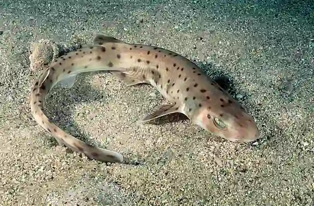 Orange Spotted Catshark (Asymbolus rubiginosus) Deep water catshark found in 50 to 290m.