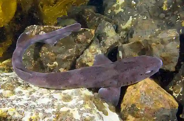 Grey Spotted Catshark (Asymbolus analis) Adult female with dark colouration.