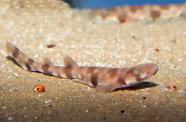 Cloudy catshark (Scyliorhinus torazame) Juvenile.