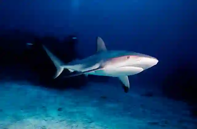 Caribbean Reef Shark (Carcharhinus perezii)