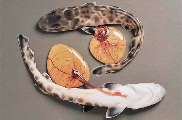 Whiskery Shark (Furgaleus macki) Embryos with egg yolk attached. Viviparous with yolk sac placenta.