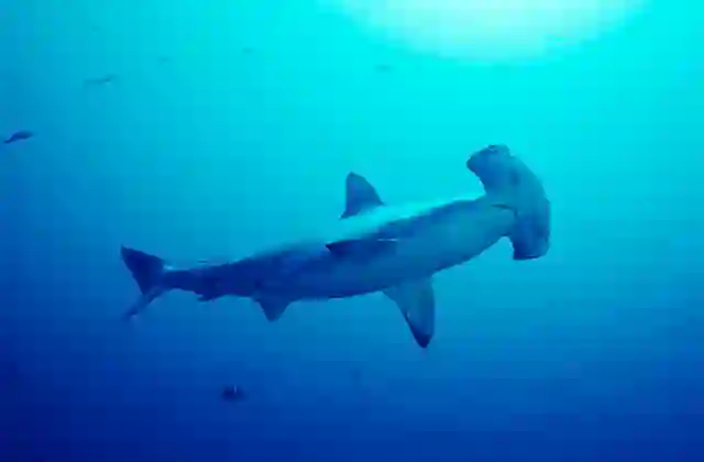 Scalloped Hammerhead Shark (Sphyrna lewini)