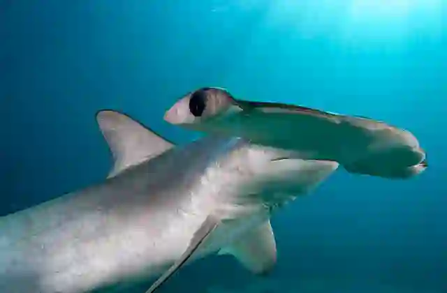 Smooth Hammerhead Shark (Sphyrna zygaena)