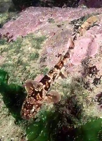 Dark Shyshark (Haploblepharus pictus)