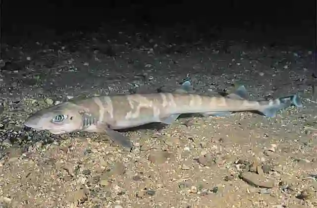 Sawtail Catshark (Figaro boardmani) Deepwater catshark found in 150 to 640 m in Australia from southern Queensland south to Carnarvon, WA.