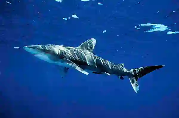 Oceanic Whitetip Shark (Carcharhinus longimanus) with Pilot Fish (Naucrates ductor)