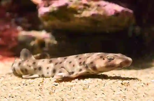 Swell Shark (Cephaloscyllium ventriosum) juvenile.