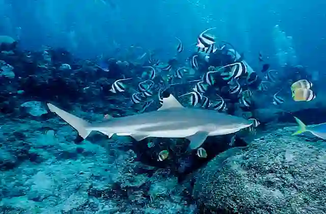 Blacktip Reef Shark (Carcharhinus melanopterus) during tourist shark dive.