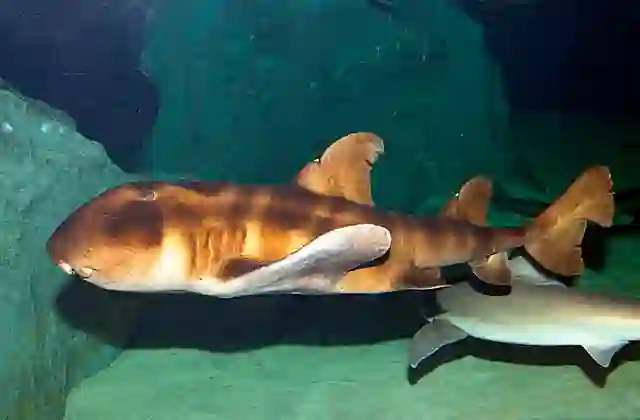 Japanese Horn Shark (Heterodontus japonicus)