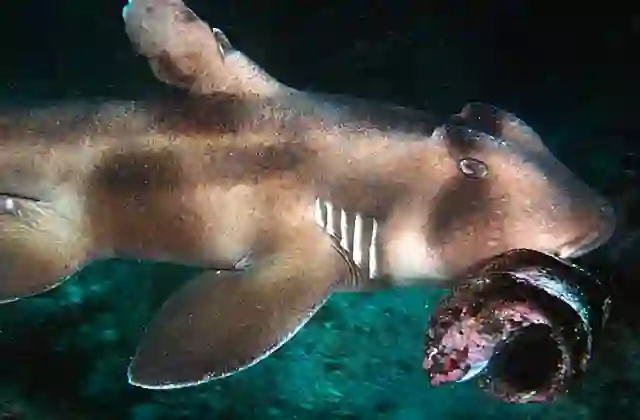 Crested Horn Shark (Heterodontus galeatus) eating egg case of Port Jackson Shark (Heterodontus portusjacksoni).