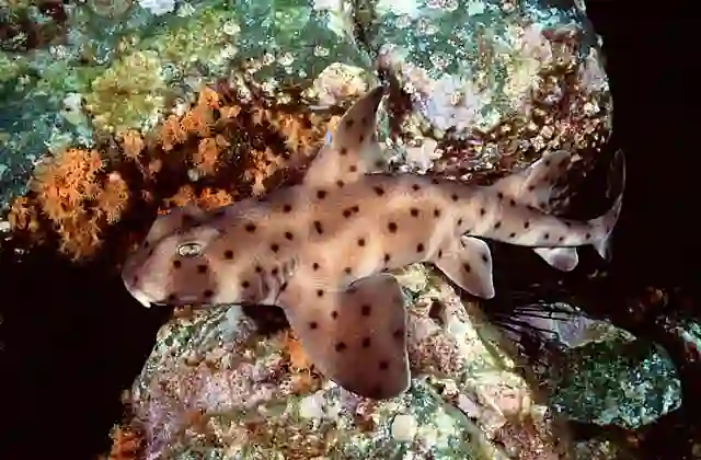 California Horn Shark (Heterodontus francisci)