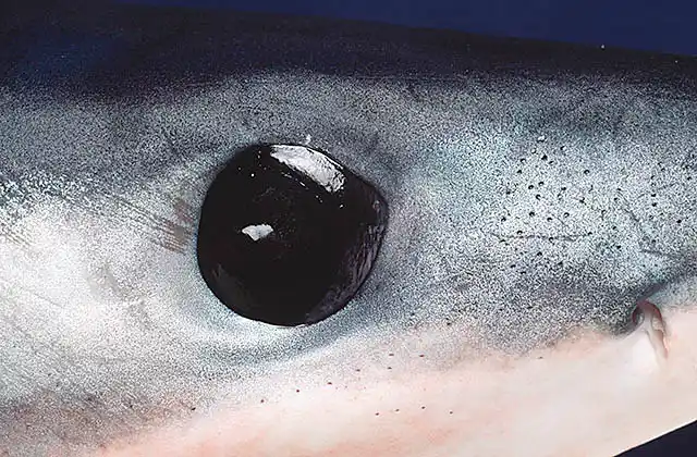 Mako Shark (Isurus oxyrinchus) Eye detail.