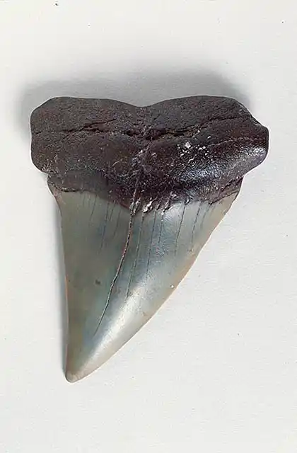 Broad-Tooth White Shark (Isurus hastalis). Fossilised tooth of extinct Shark (Isurus hastalis)