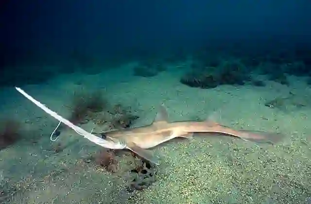 Longnose Sawshark (Pristiophorus cirratus) In feeding and  defence pose. Deepwater sawshark found over the continental shelf in 40 to 300m. Commercial species.
