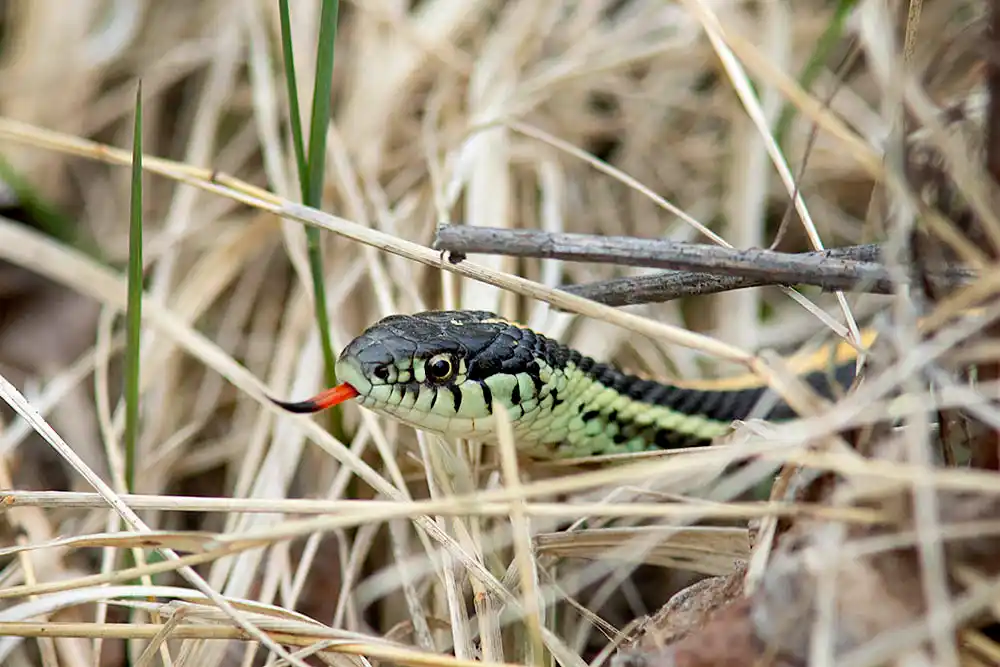 Plains Garter Snake (Thamnophis radix)