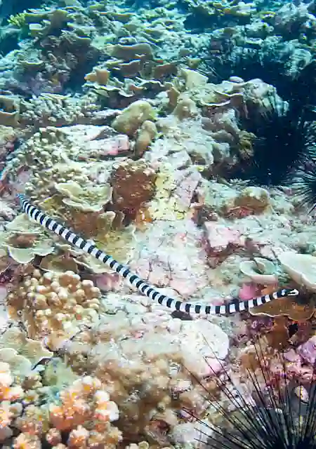 Broad-tailed Sea Krait (Laticauda laticaudata) foraging over coral reef.