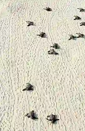 Loggerhead Turtles (Caretta caretta) Hatchlings crossing beach to the ocean.