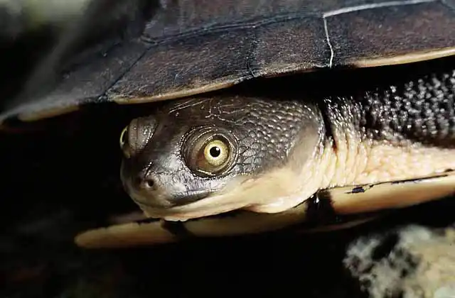 Eastern Snake-necked Turtle (Chelodina longicollis) with head retracted.