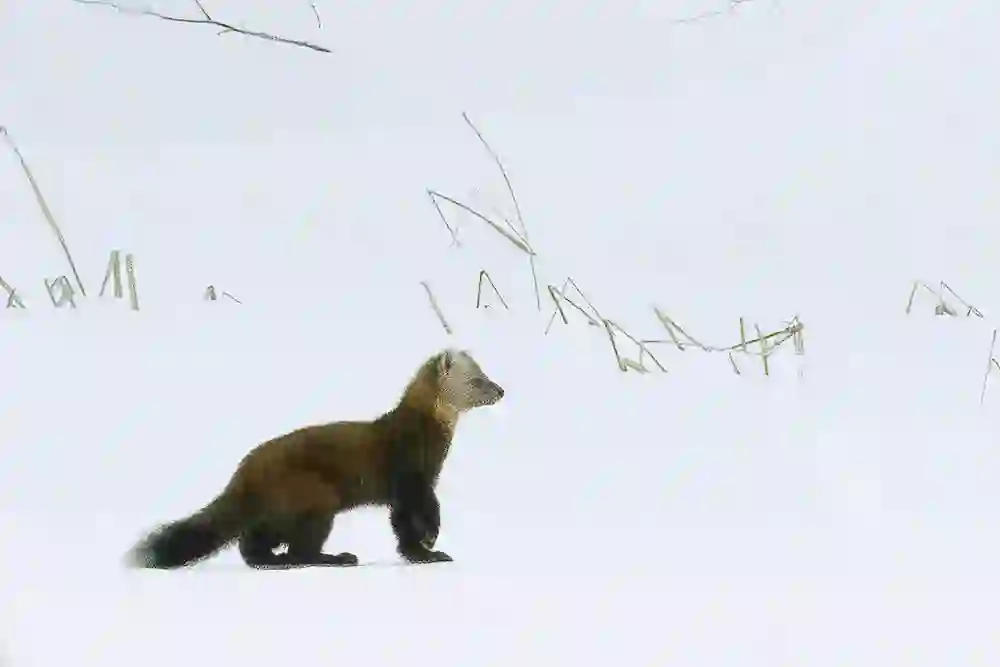 Pine Marten (Martes americana) crossing frozen river.