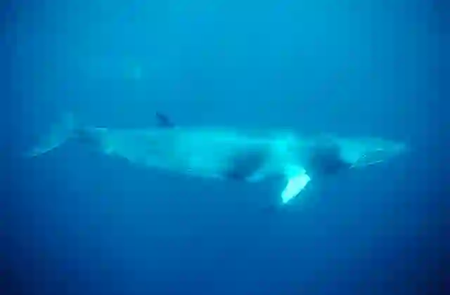 Minke Whale (Balaenoptera acutorostrata)