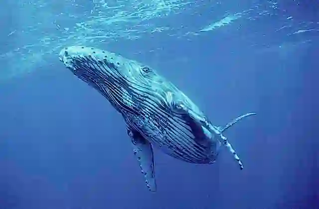 Humpback Whale (Megaptera novaeangliae) calf.